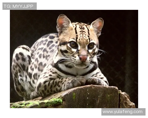 老虎与美洲狮的王者之争谁才是真正的森林霸主